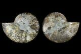Sliced Ammonite Fossil - Agatized #115322-1